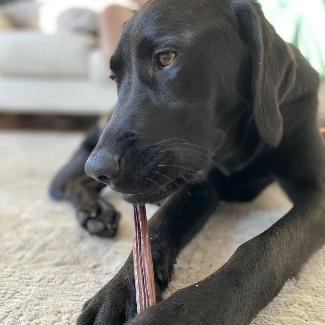Bully Bunches 12 Inch Beef Jerky Stick - Image 5