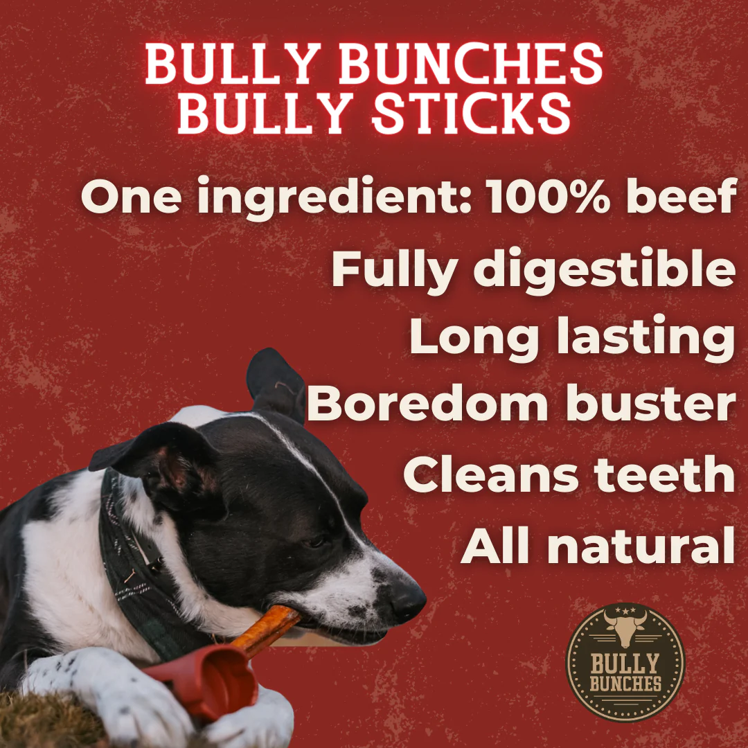 Bully Bunches 12 Inch Thick Bully Stick - Image 3