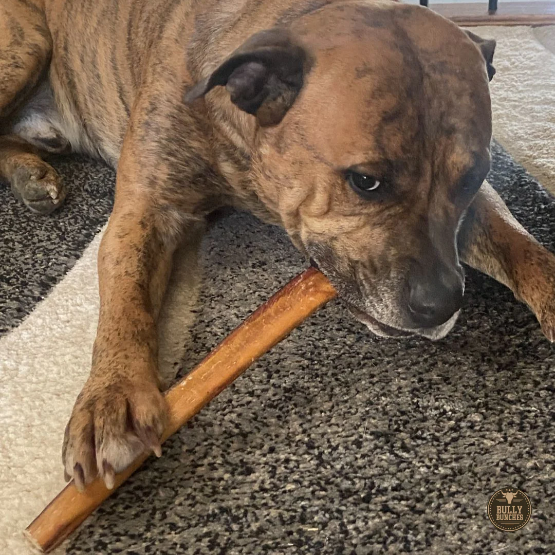 Bully Bunches 12 Inch Thick Bully Stick - Image 6