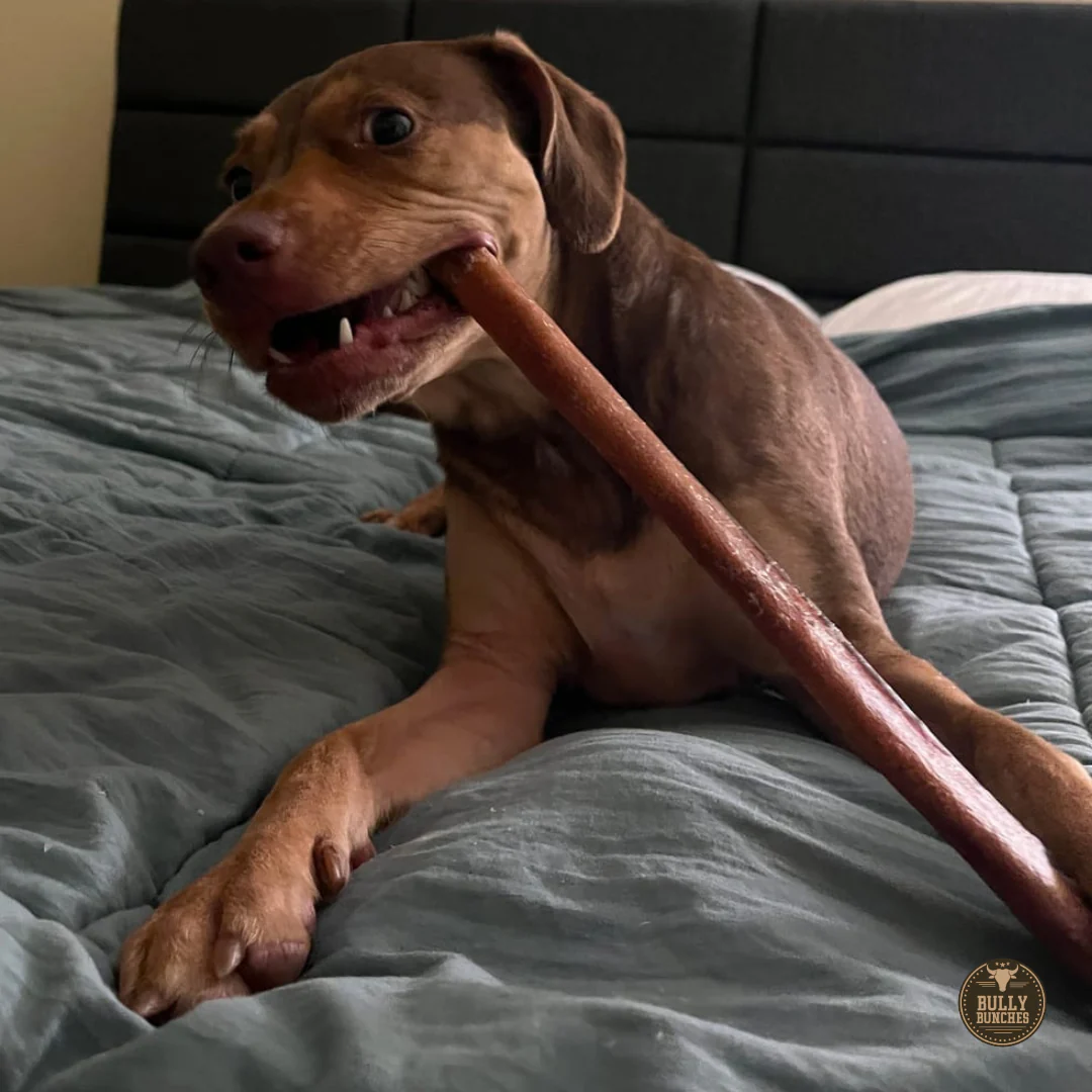 Bully Bunches 12 Inch Thick Bully Stick - Image 8