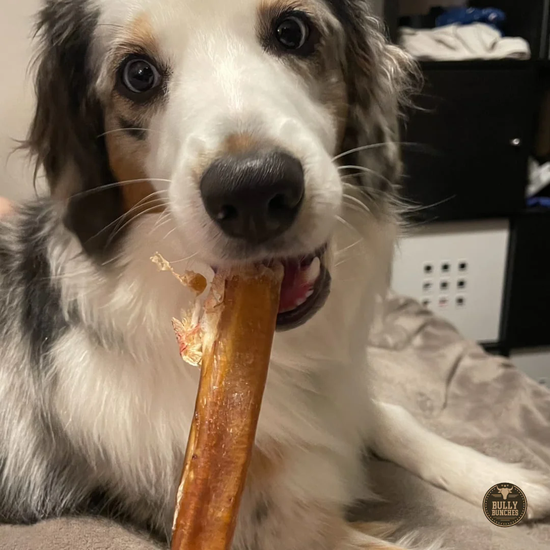 Bully Bunches 12 Inch Thick Bully Stick - Image 9