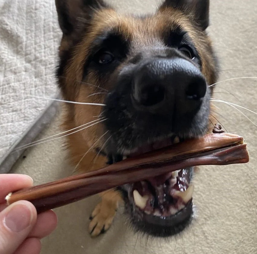 Bully Bunches 6 Inch Beef Jerky Stick - Image 5