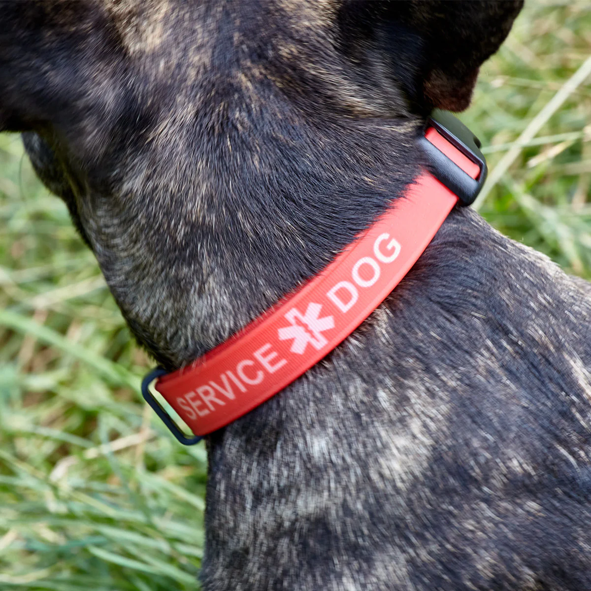 Biothane Service Dog Collar Or Leash - Image 3