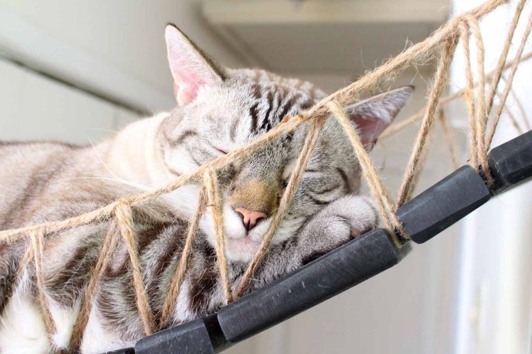Catastrophic Creations Cat Bridge for Wall - Image 6