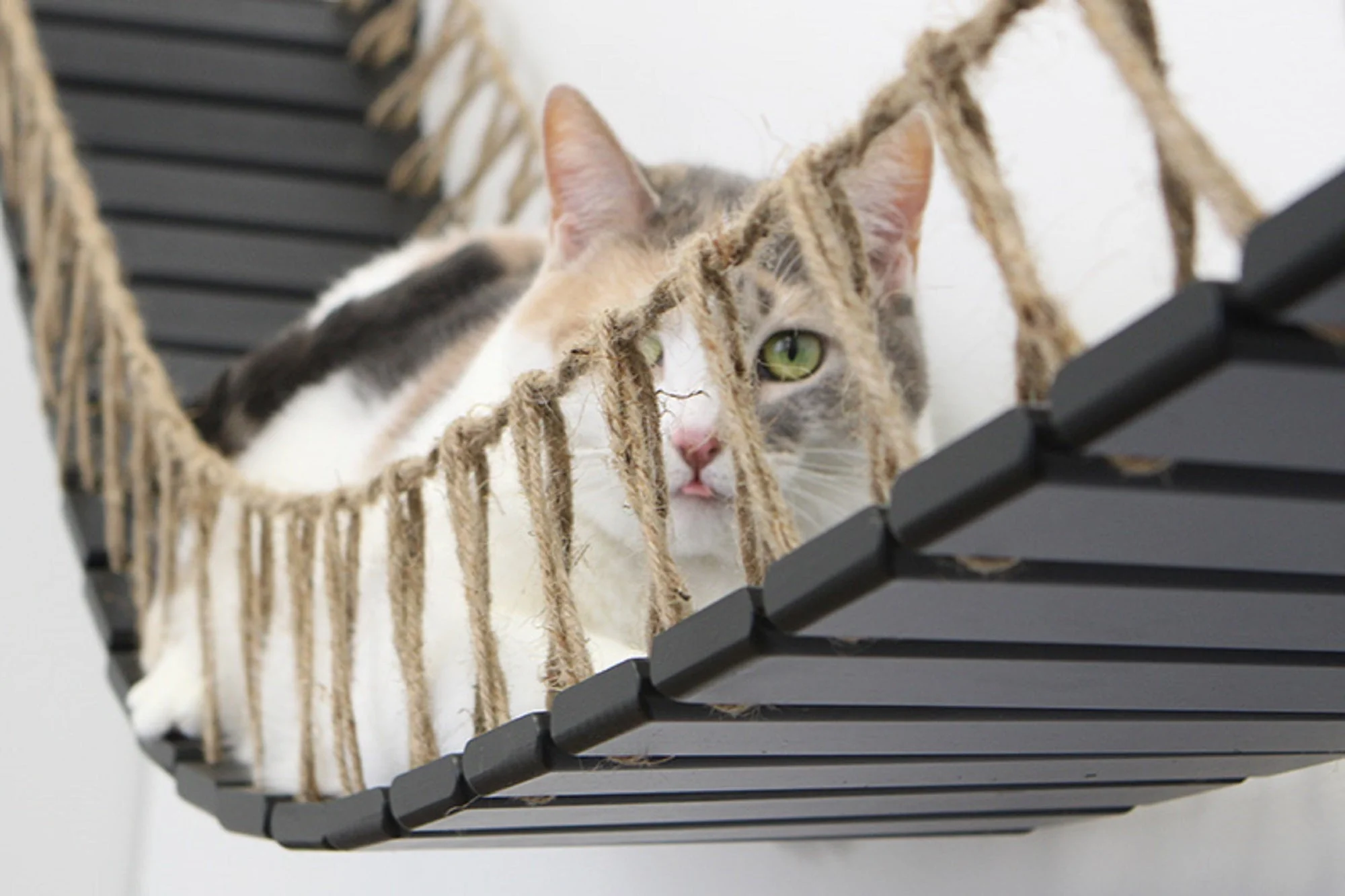 Catastrophic Creations Cat Bridge for Wall - Image 7