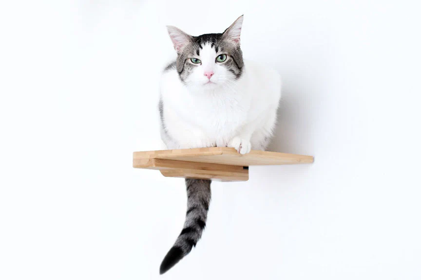 Catastrophic Creations Cat Climbing Shelf - Image 10