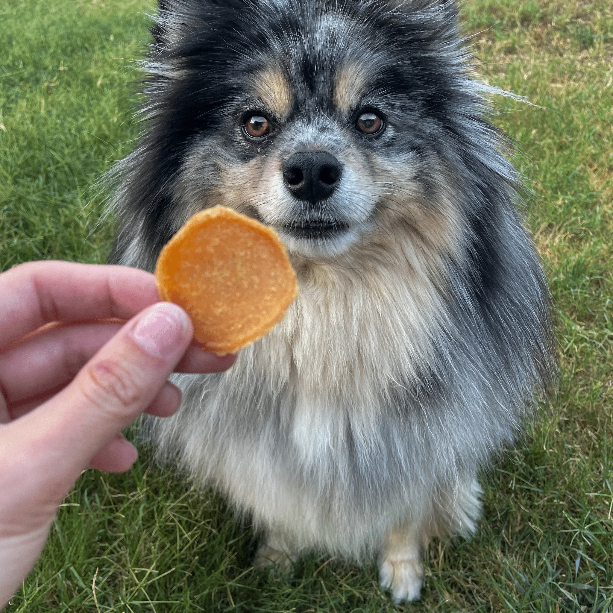 Chicago Chicken Chips for Dogs - Image 6