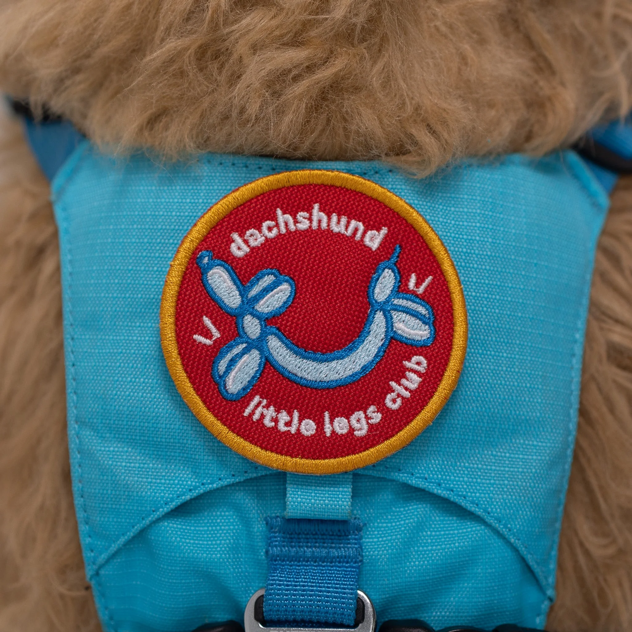 Dachshund Little Legs Club Patch - Image 5