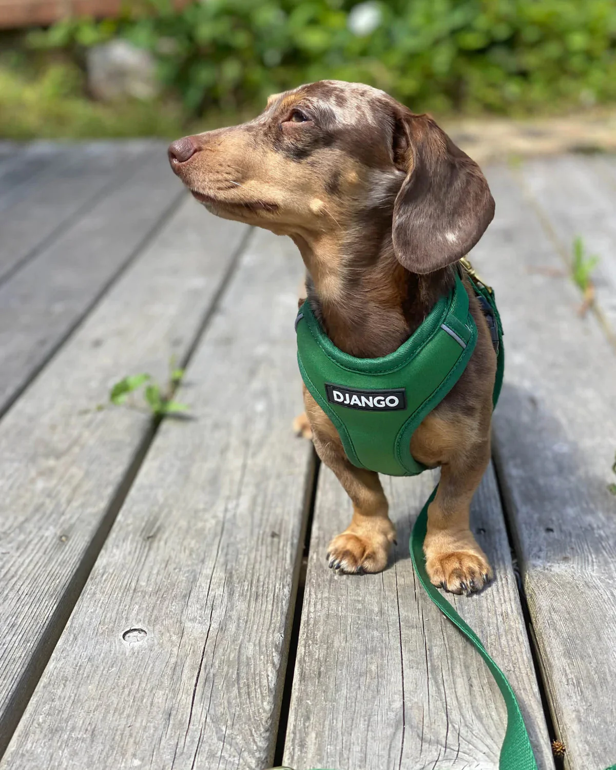 DJANGO Adventure Dog Harness - Image 10