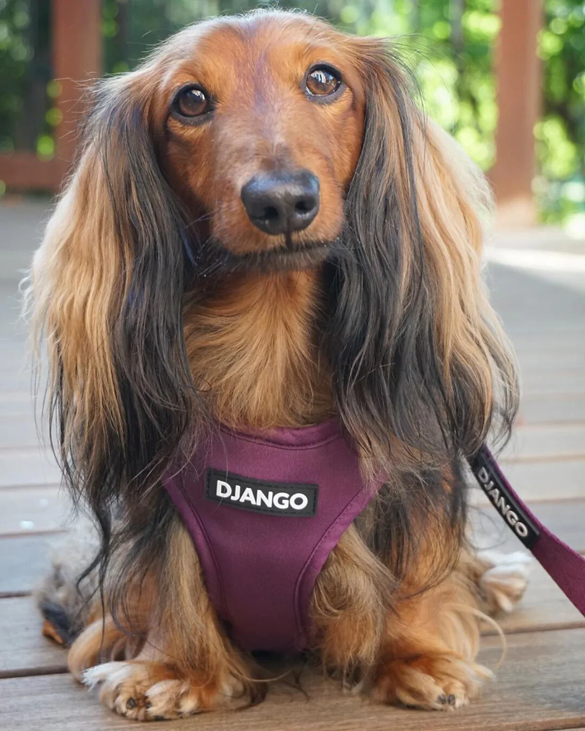 DJANGO Adventure Dog Harness - Image 13