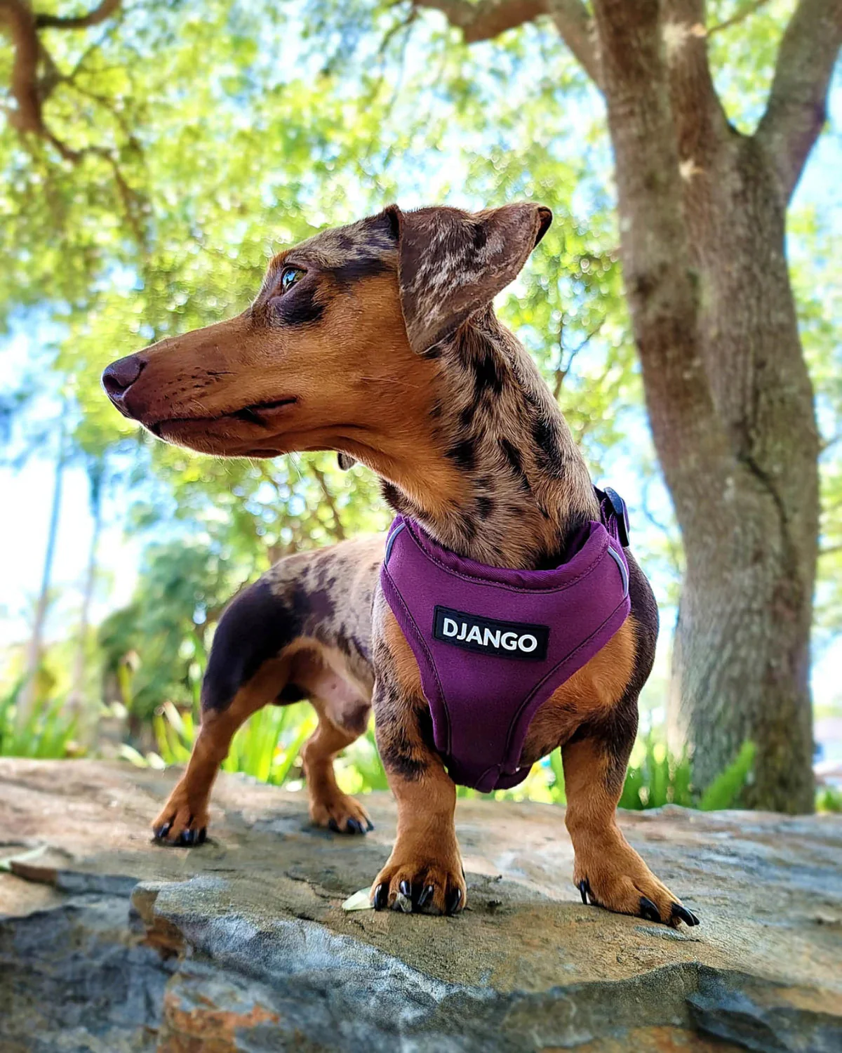 DJANGO Adventure Dog Harness - Image 14