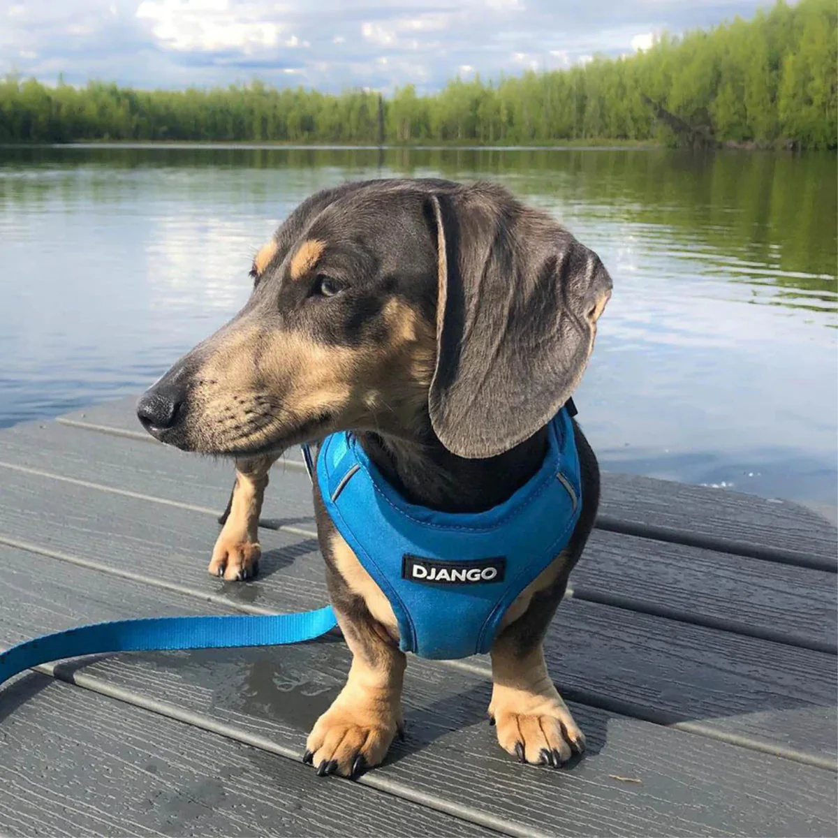 DJANGO Adventure Dog Harness - Image 16
