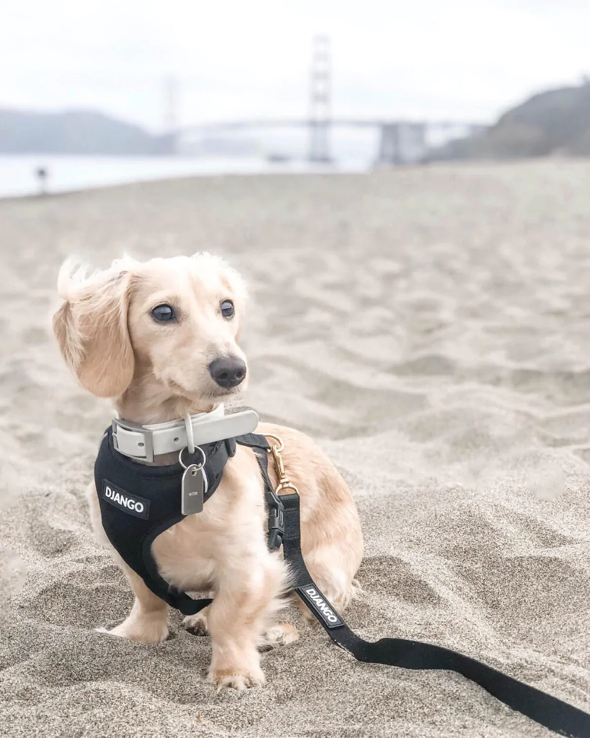 DJANGO Adventure Dog Harness - Image 8