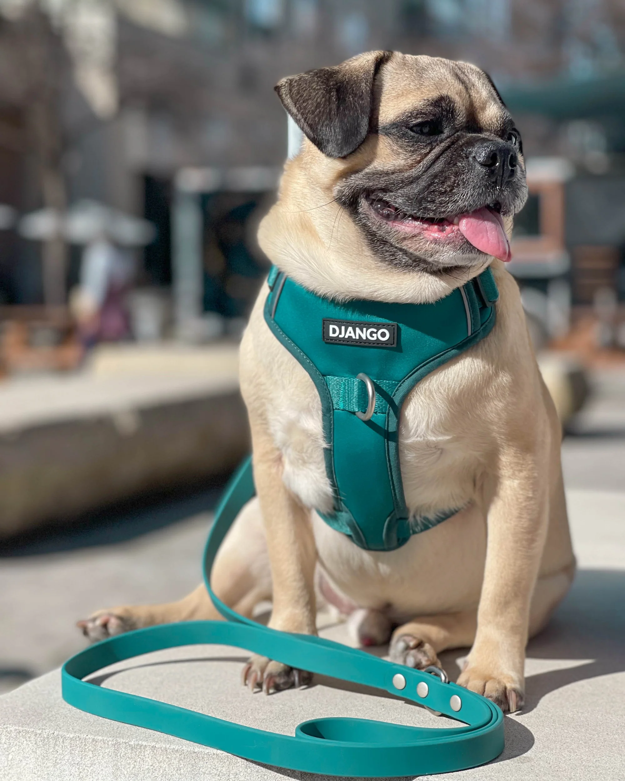 DJANGO Tahoe No Pull Dog Harness