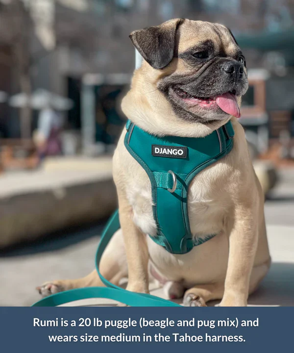 DJANGO Tahoe No Pull Dog Harness - Image 13