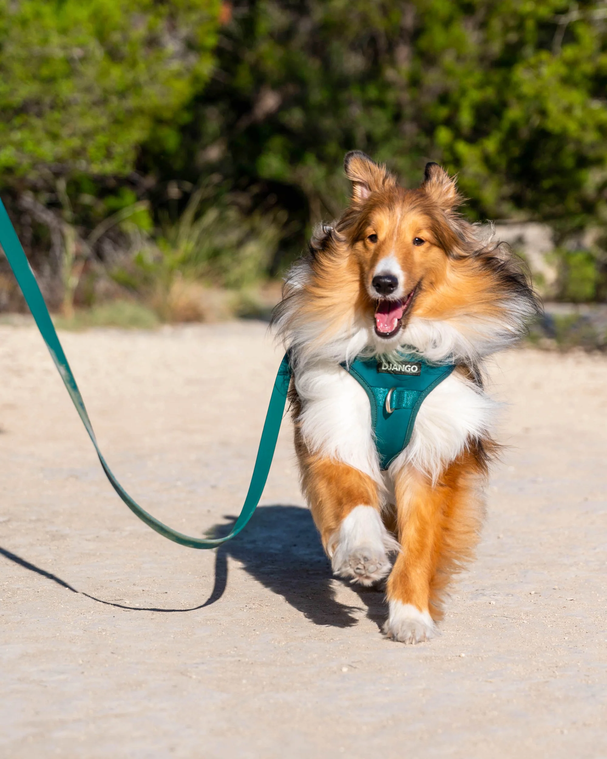 DJANGO Tahoe No Pull Dog Harness - Image 4