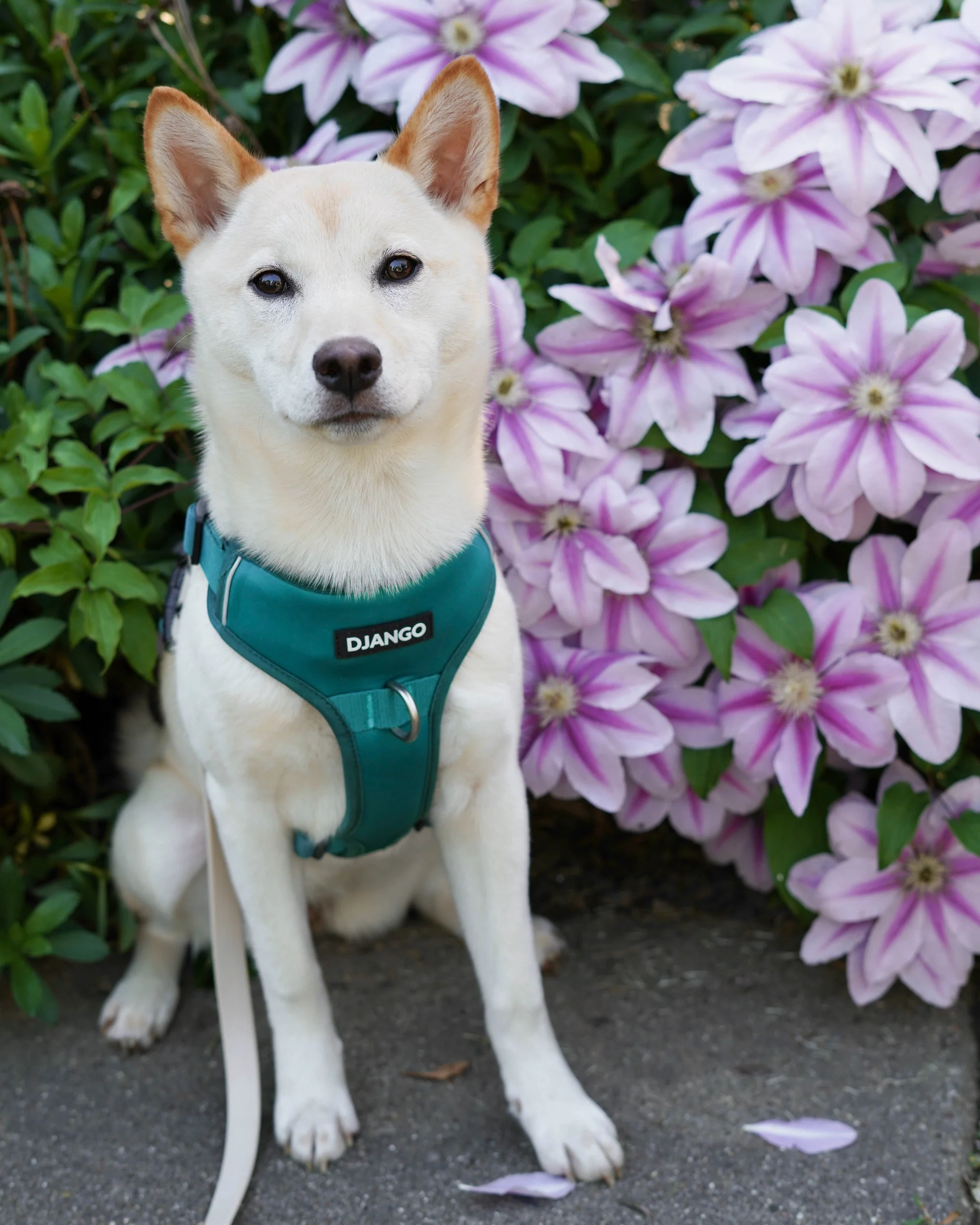 DJANGO Tahoe No Pull Dog Harness - Image 6