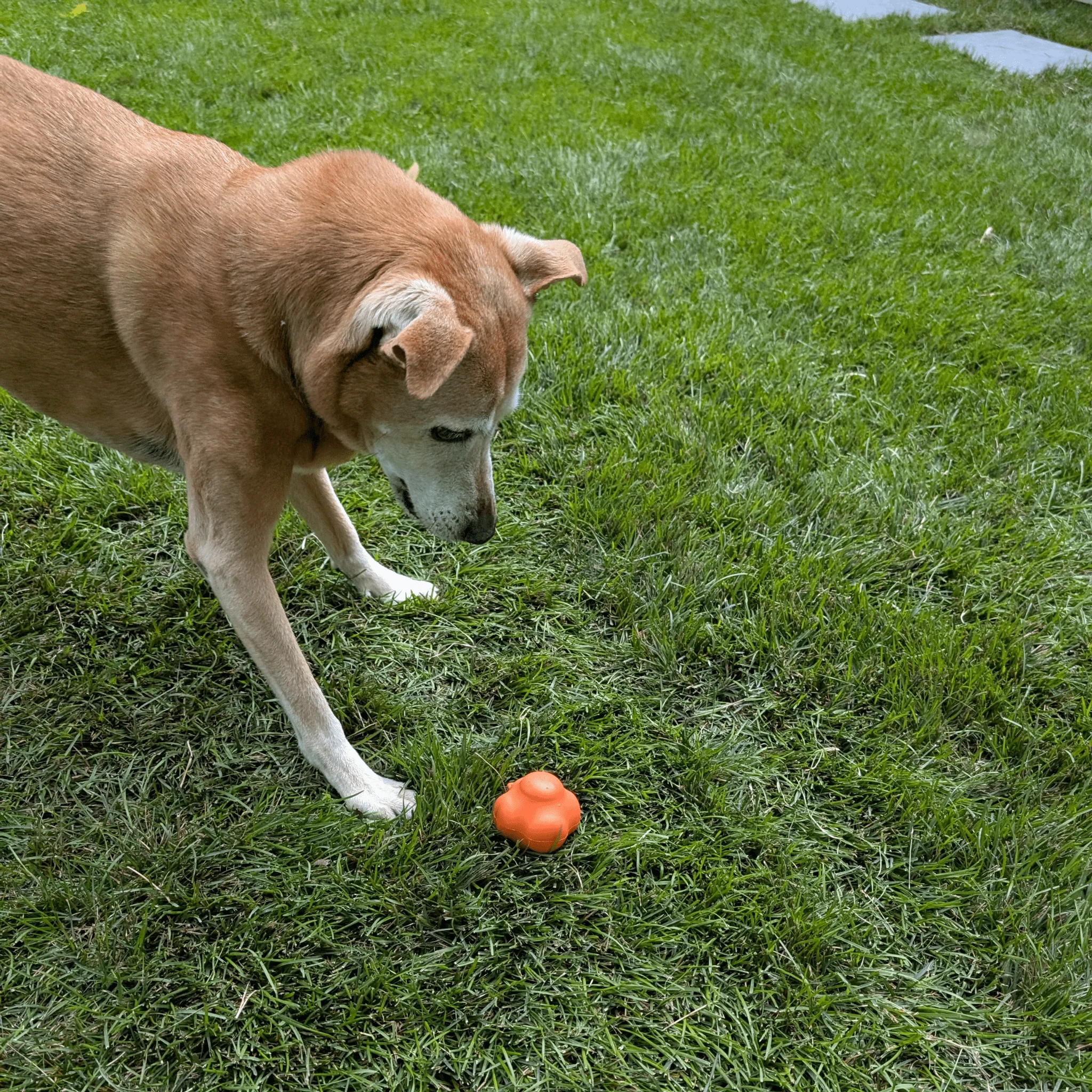 Dog Fetch Balls - Image 18