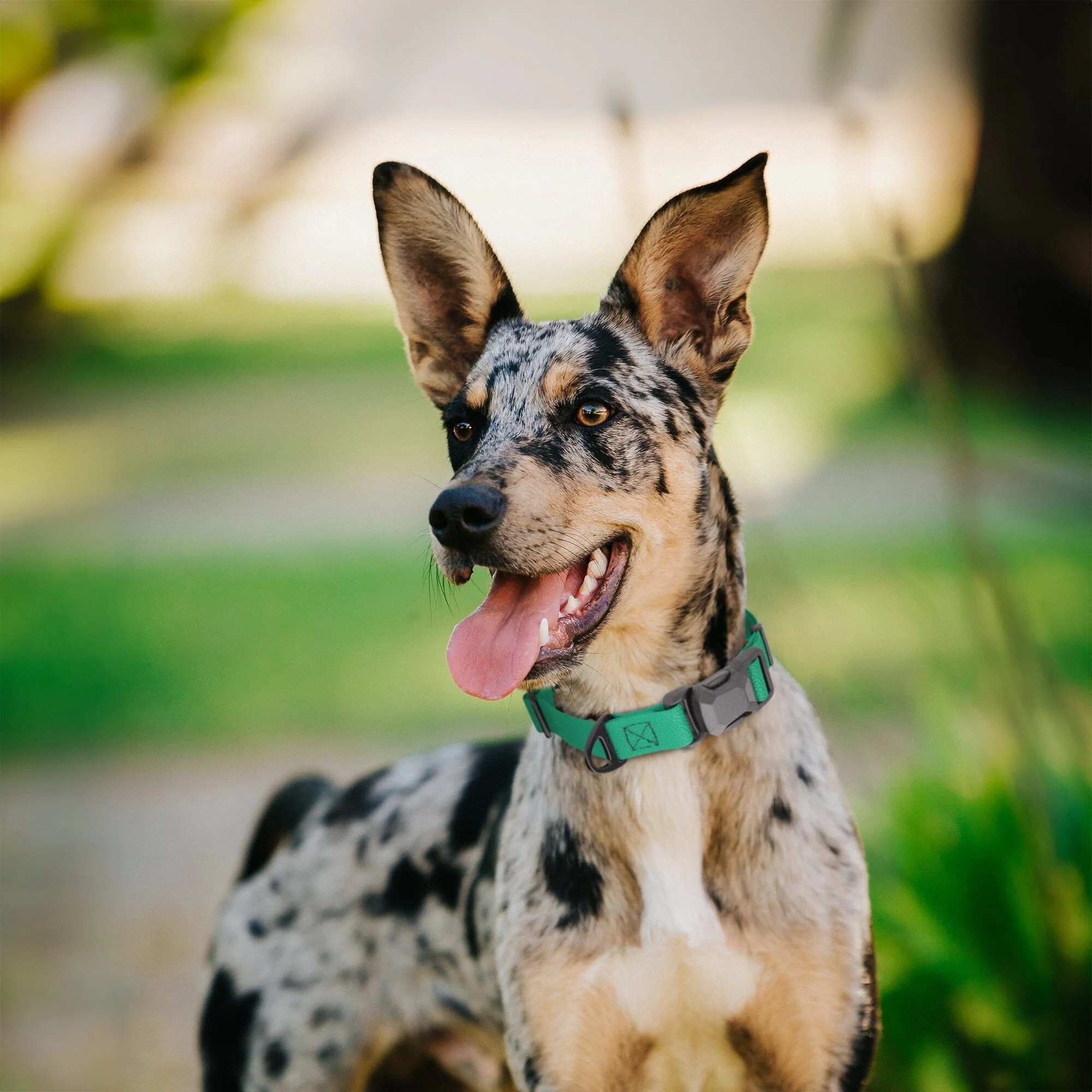 Dogline Pebble Emboss Biothane Dog Collar with Magnetic Buckle - Image 3