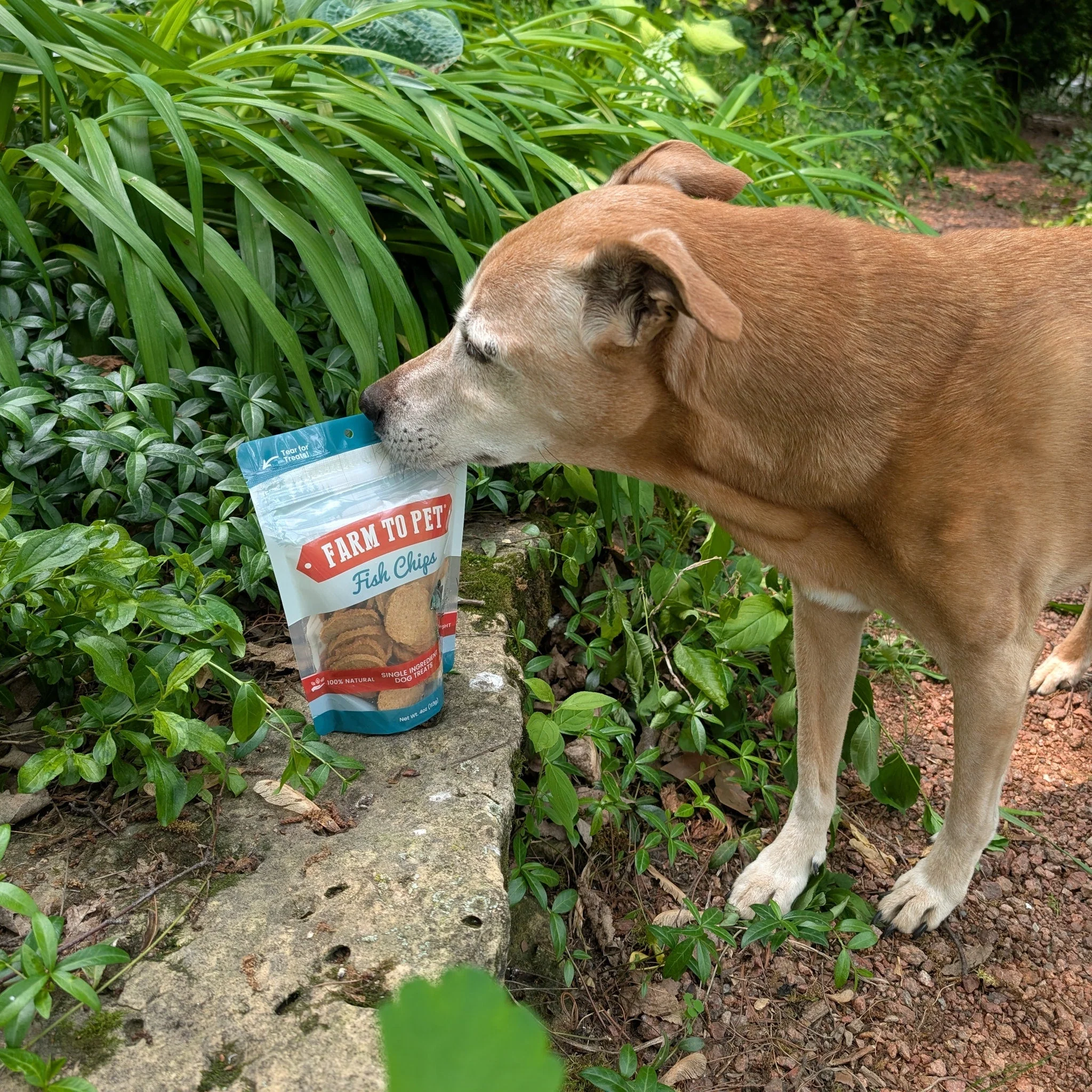 Fish Chips for Dogs | Wild-Caught Fish Dog Treats - Image 4