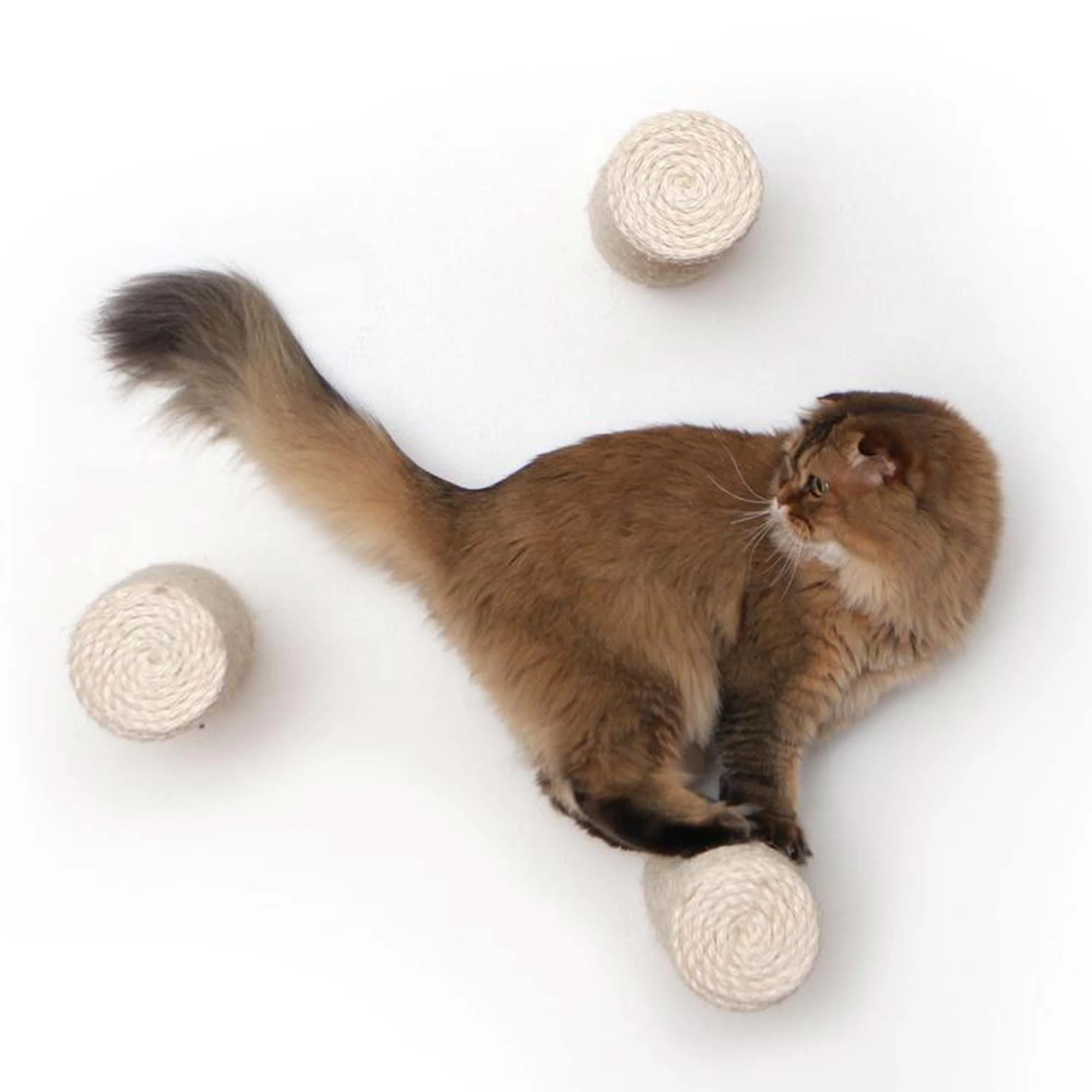 Catastrophic Creations Floating Cat Step for Wall - Image 10