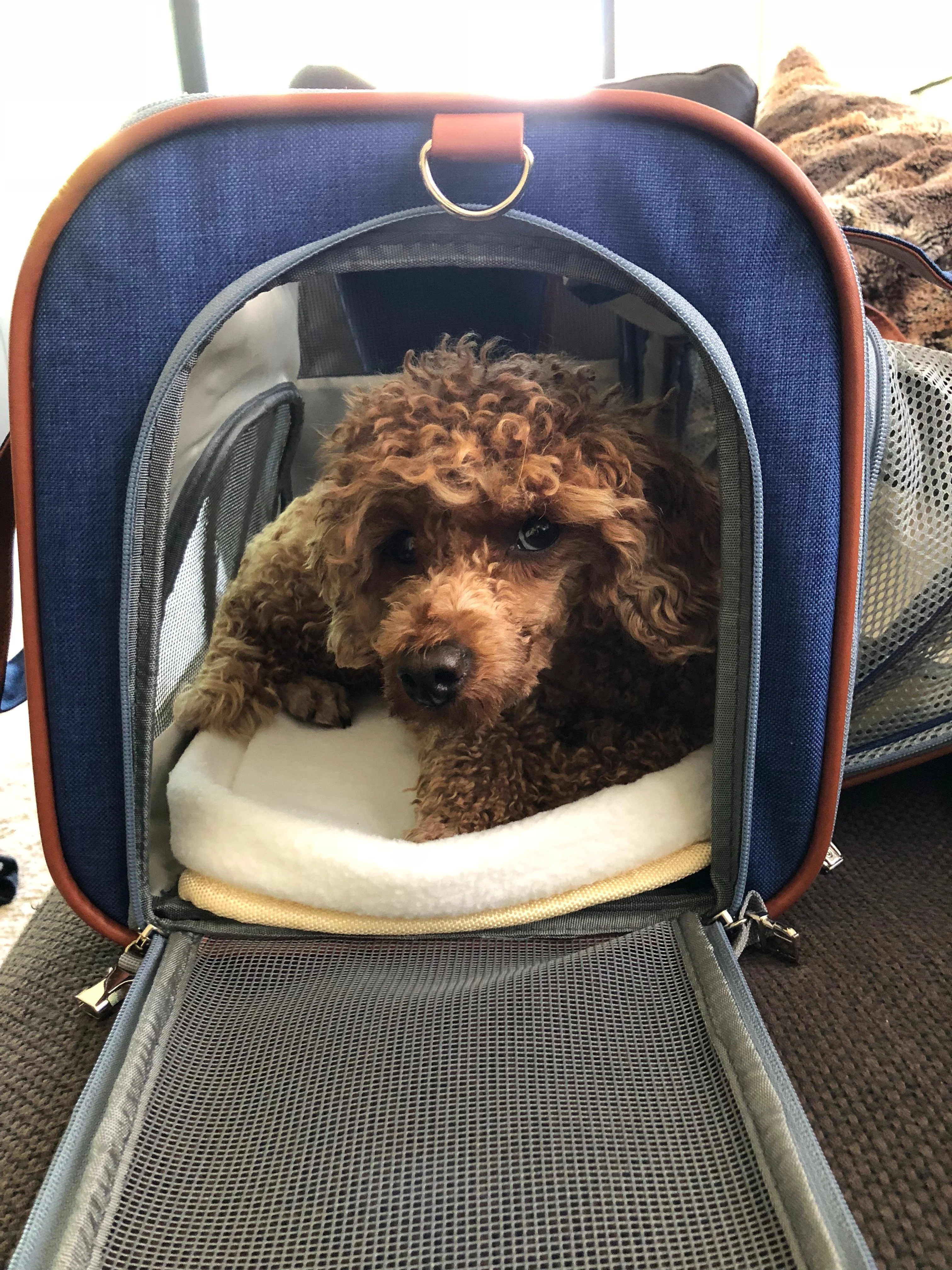 Mr. Peanut's Gold Series Big Apple XL Expandable Pet Carrier V2.0 - Image 14