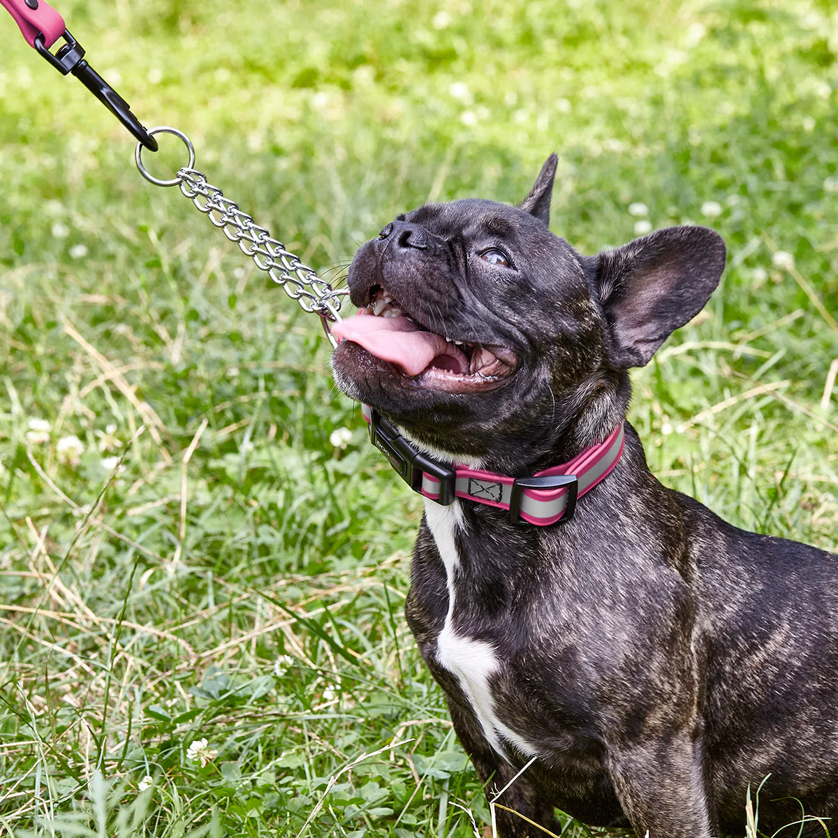 Reflective Biothane Martingale Collar with Quick Release Buckle - Image 2