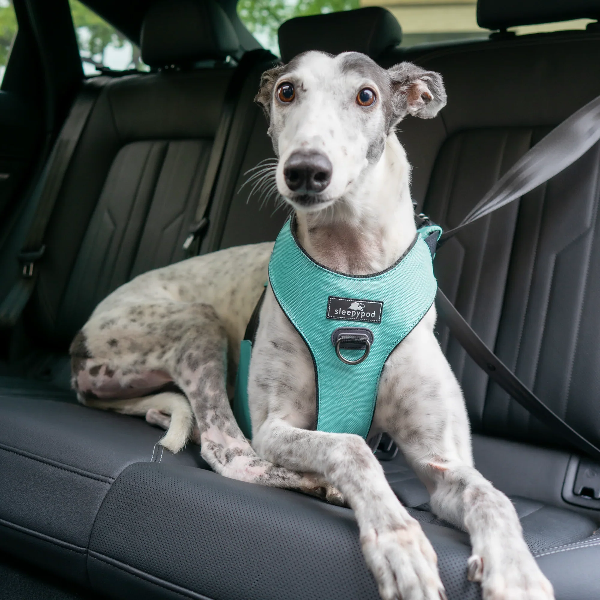 Sleepypod Clickit Range Harness - Next Generation Car Safety - Image 29