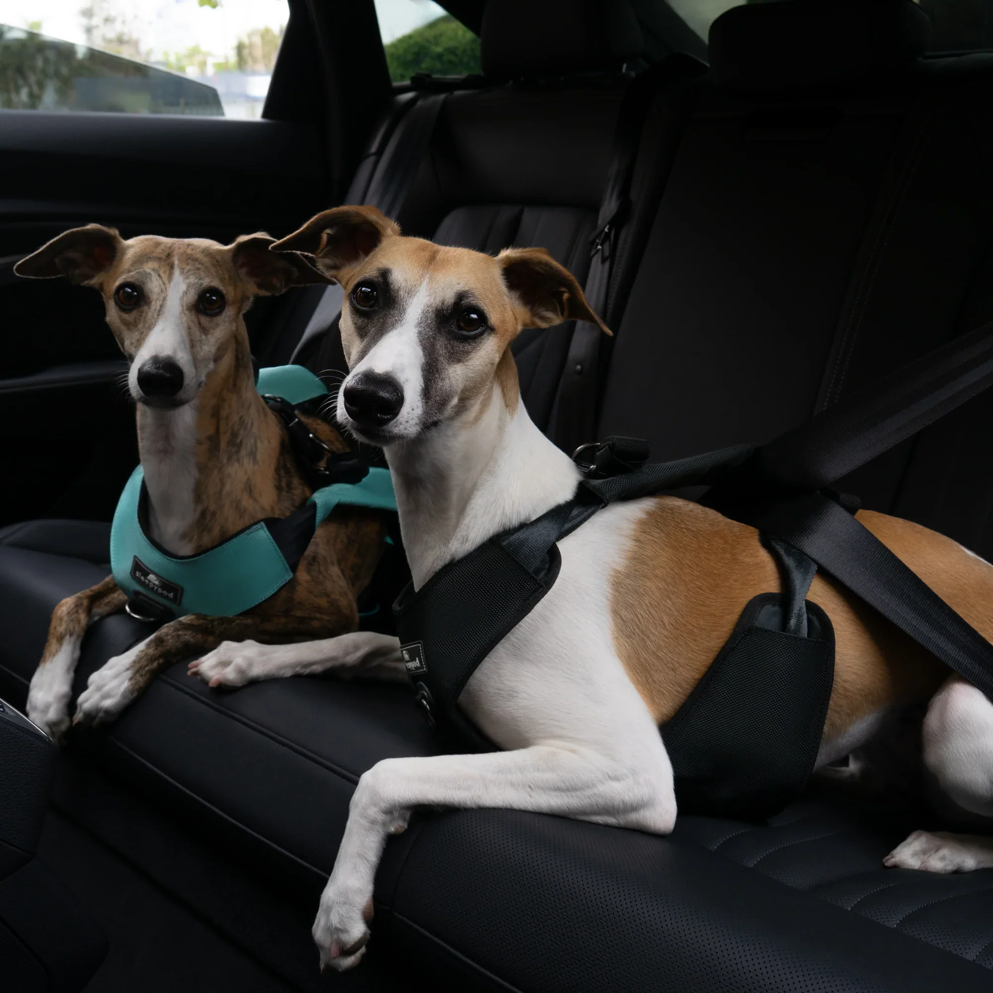 Sleepypod Clickit Range Harness - Next Generation Car Safety - Image 7