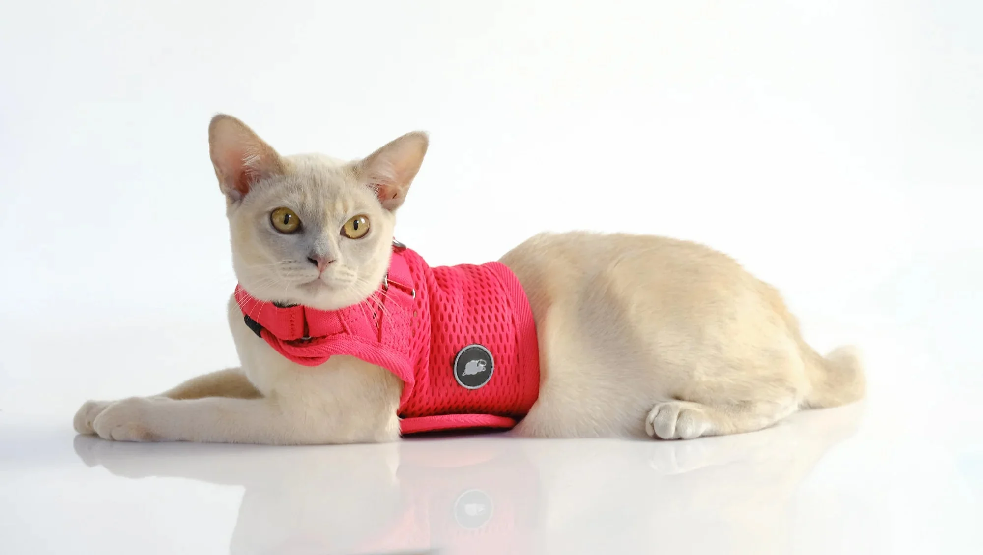 Sleepypod Martingale Harness for Cats - Large Size Only - Image 8