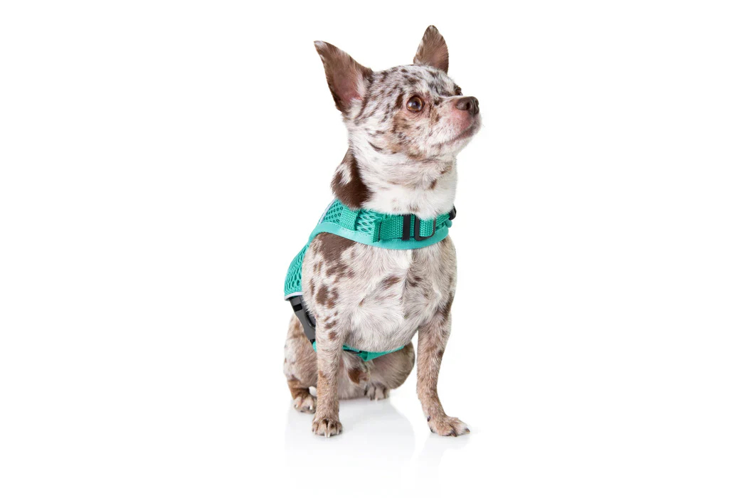 Sleepypod Martingale Calming Harness for Dogs - Image 18