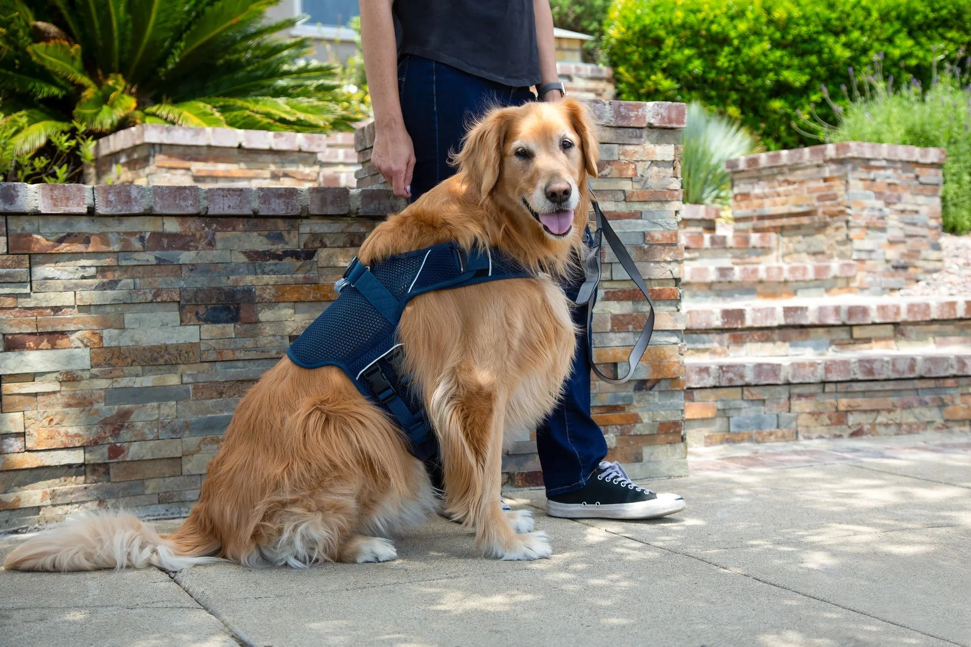 Sleepypod Martingale Calming Harness for Dogs - Image 7