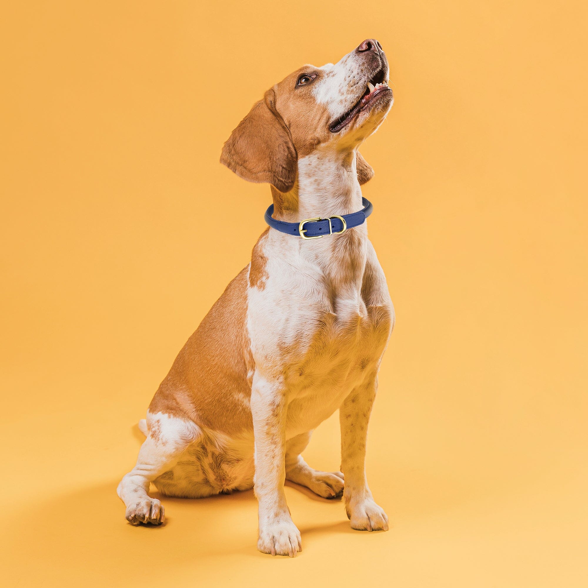 Soft Rolled Leather Dog Collar with Brass Hardware - Image 2