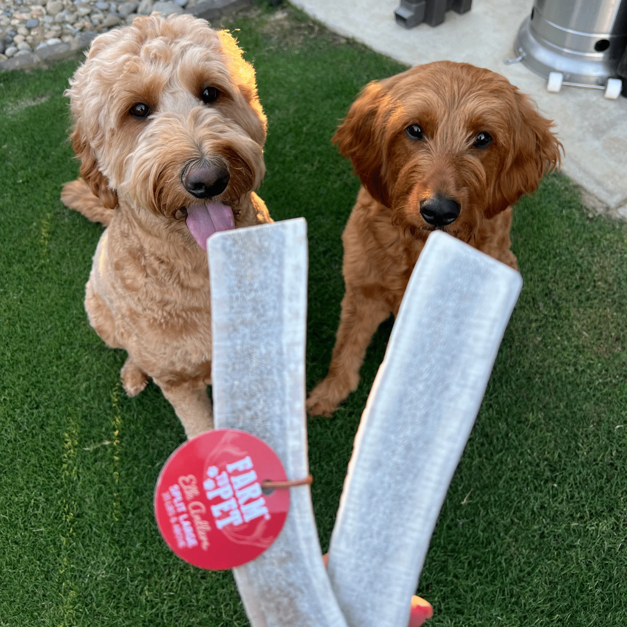 Split Elk Antlers for Dogs - Image 17