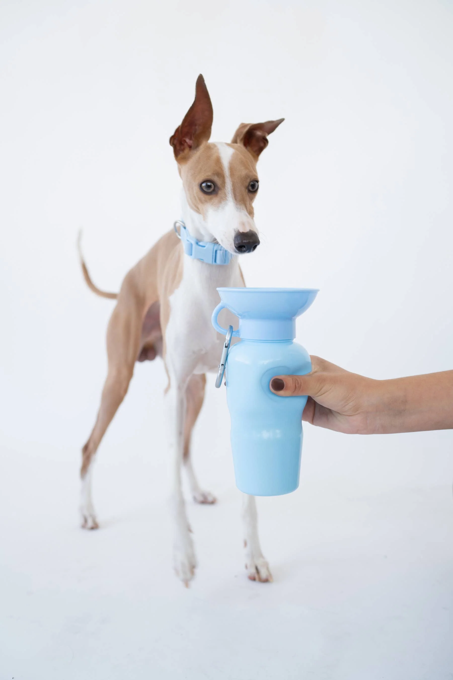 Springer Classic Travel Pet Water Bottle | Classic 22 oz - Image 3