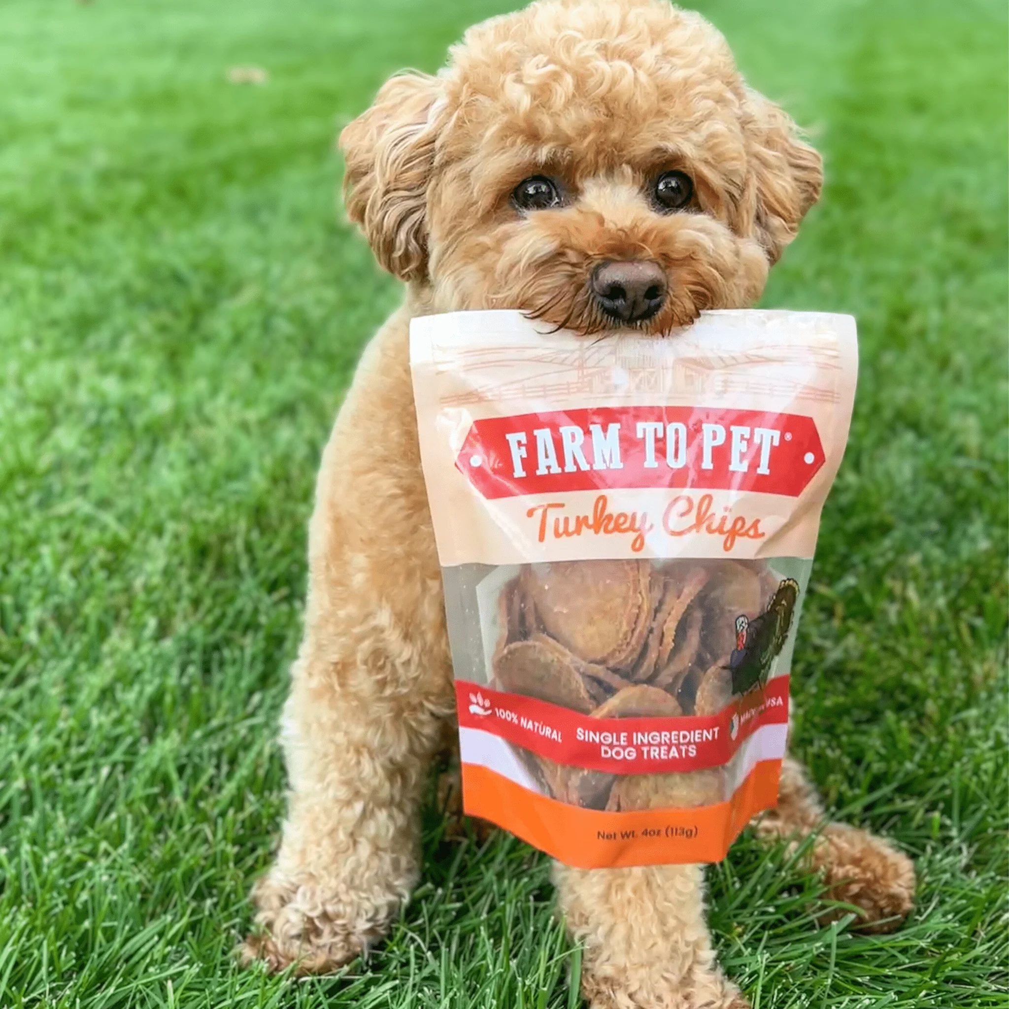 Turkey Chips for Dogs - Image 14
