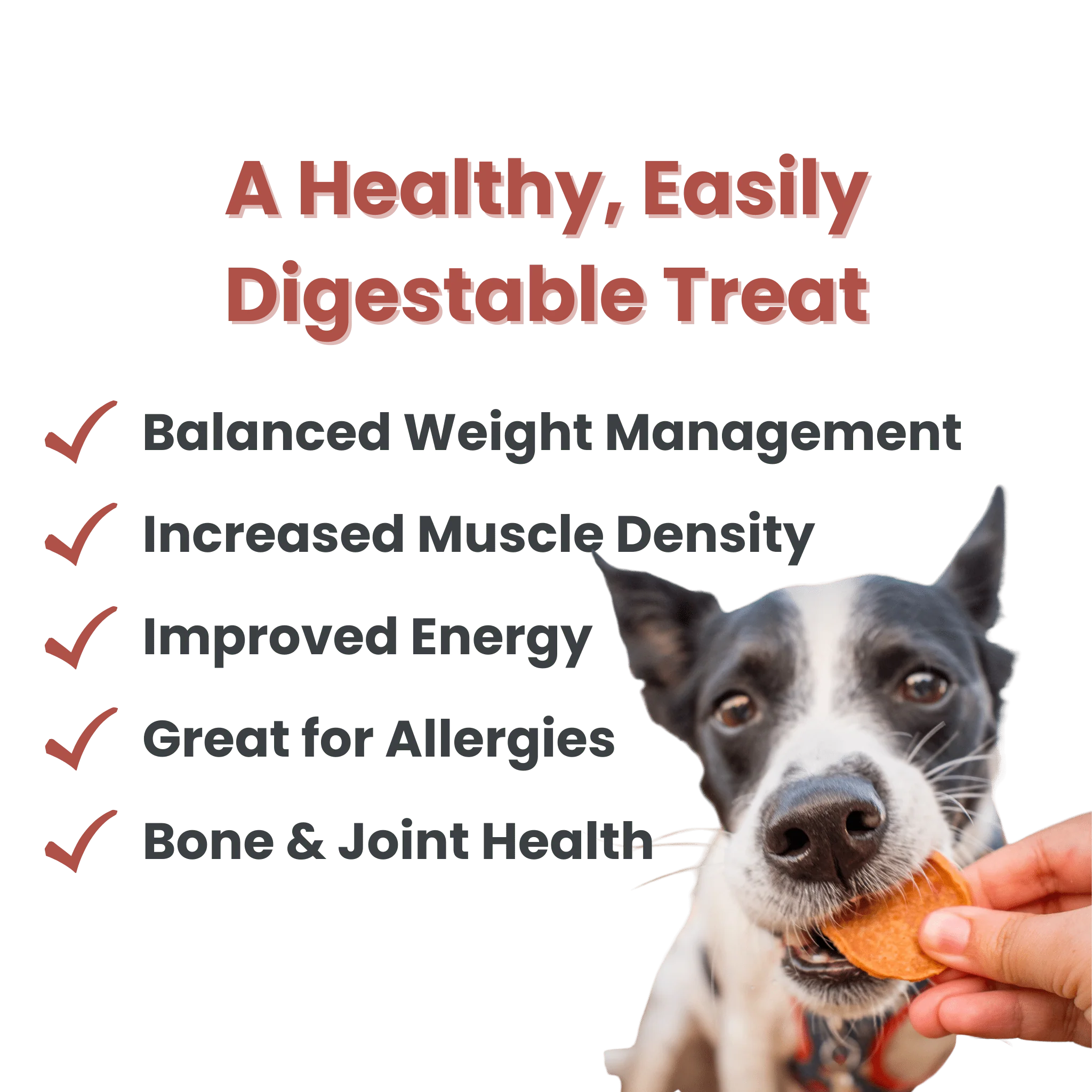 Turkey Chips for Dogs - Image 5