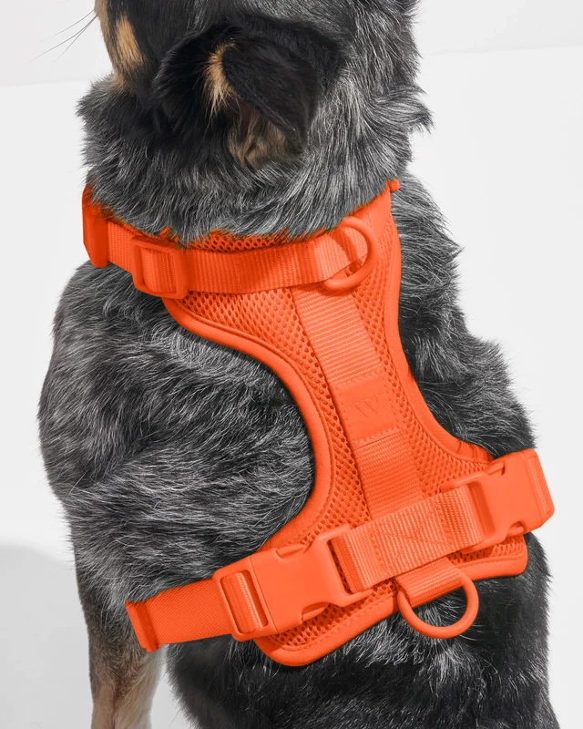Wild One Adjustable Comfort Dog Harness - Image 4